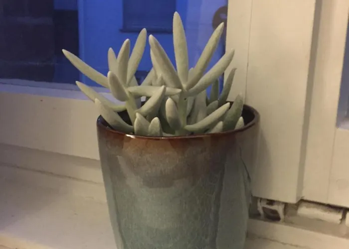 维斯特度假公寓 *